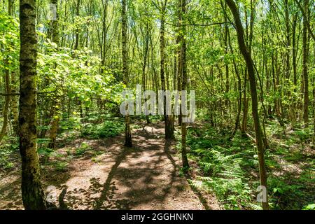 Enger Fußweg durch einen sonnenbeschienenen Birkenwald mit Farnen, die auf dem Waldboden bei Clowes Wood in Kent wachsen. Stockfoto
