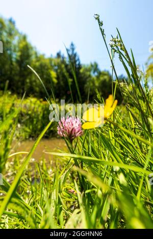 Nahaufnahme einer einzigen wilden Blume des Purple Clover, Trifolium pratense, mit niedrigem Engel. Durch Glas am Flussufer in hellem Sonnenlicht gesehen. Stockfoto