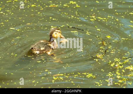 Kleine Stockente, die im Sommer auf einem grünen Teich mit verstreuten Entenkräutern schwimmt. Stockfoto