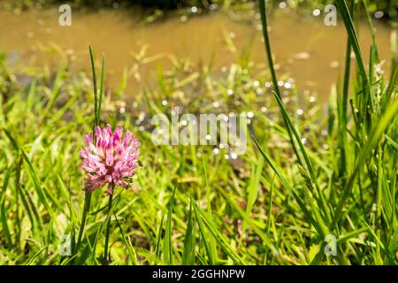 Niedriger Engel Nahaufnahme einer einzigen Wildblume des Purple Clover, Trifolium pratense. Umgeben von Gras mit kleinem Bach im Hintergrund. Stockfoto