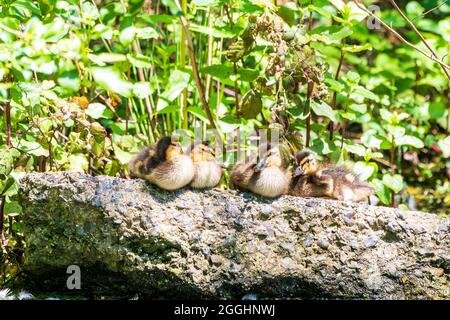 Nahaufnahme von vier kleinen Stockenten, die sich auf einem Stück Beton ein paar Zentimeter über der Wasserlinie mit grünem Laub hinter der Wasseroberfläche schmiegten. Stockfoto