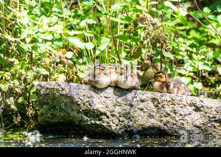 Nahaufnahme von vier kleinen Stockenten, die sich auf einem Stück Beton ein paar Zentimeter über der Wasserlinie mit grünem Laub hinter der Wasseroberfläche schmiegten. Stockfoto