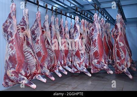 Im Schlachthof. Schlachtkörper rohes Fleisch Rindfleisch in den Gefrierschrank eingehakt. Stockfoto