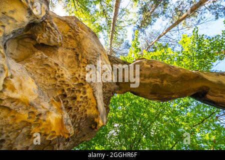 Bodenansicht des einzigartigen Sandsteinbogens im Kiefernwald am trockenen sonnigen Sommertag. Böhmisches Paradies, Tschechische Republik Stockfoto