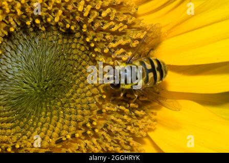 Batman Hoverfly (Myathropa florea) Stockfoto