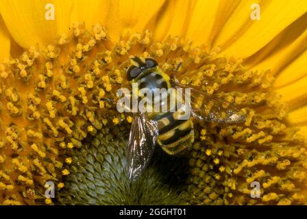Batman Hoverfly (Myathropa florea) Stockfoto