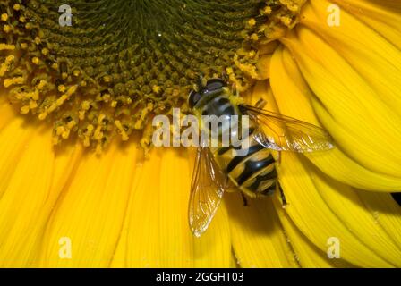 Batman Hoverfly (Myathropa florea) Stockfoto