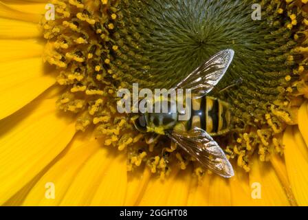 Batman Hoverfly (Myathropa florea) Stockfoto