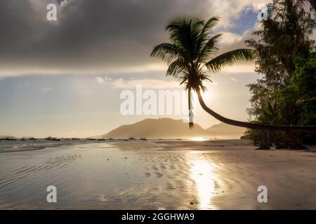 Tropischer Strand bei Sonnenaufgang. Silhouette von Kokospalme am Strand bei Sonnenaufgang auf der tropischen Insel Praslin, Seychellen. Stockfoto