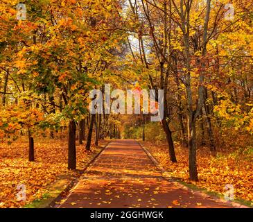 Spektakuläre Herbstansicht der Gasse im Park an sonnigen Tagen. Herbstlandschaft. Stockfoto