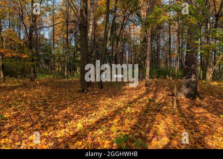 Herbstlandschaft. Bunte Blätter im Herbstpark Stockfoto
