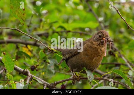 Amsel (Turdus merula) mit Würmern im Schnabel auf einem Ast. Stockfoto