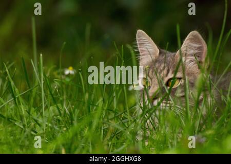 Pelzige Katze auf der Jagd zwischen Grasblättern, auf dem Land. Stockfoto