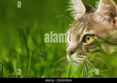 Flauschige Katze im Gras, die in die Ferne schaut. Stockfoto