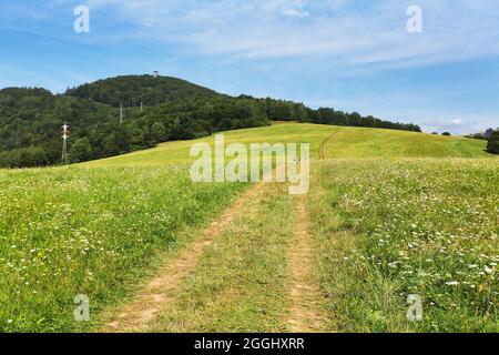 Wilde Blumen mit Pfad in den Bergen Stockfoto