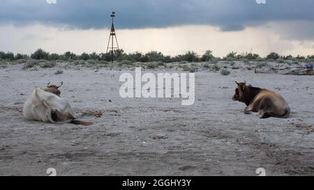 Zwei Kühe sitzen am Strand von Saint George im Delta der Donau, Rumänien. Stockfoto