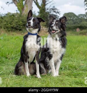 Border-collie Stockfoto