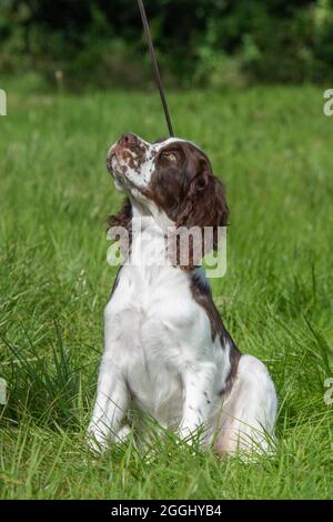 Englisch Springer Spaniel Welpen Stockfoto