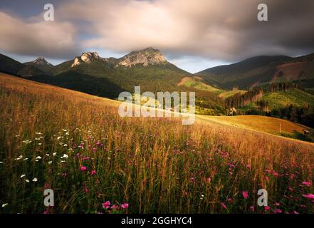 Sommerwiese mit wilden Blumen in der Slowakei Berg, Terchova Stockfoto