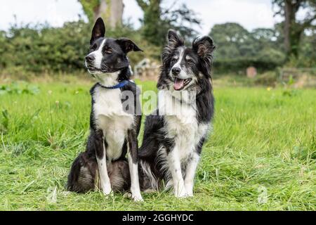 zwei Border-Collie Hunde Stockfoto