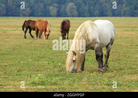 Starkes weißes Pferd auf der Weide auf der Wiese Stockfoto