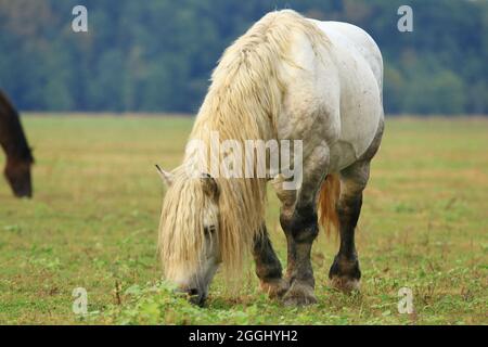 Starkes weißes Pferd auf der Weide auf der Wiese Stockfoto