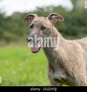 Lurcher Stockfoto