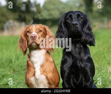 Paar funktionierende Cocker Spaniels Stockfoto