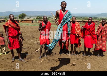 Maasai-Krieger, die im Maasai Mara National Reserve traditionellen Sprungtanz aufführen. Stockfoto