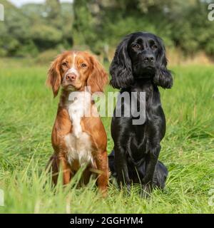 Paar funktionierende Cocker Spaniels Stockfoto