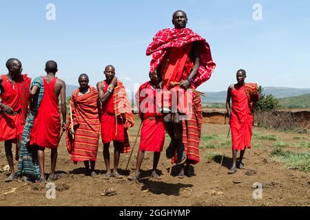 Maasai-Krieger, die im Maasai Mara National Reserve traditionellen Sprungtanz aufführen. Stockfoto