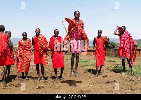 Maasai-Krieger, die im Maasai Mara National Reserve traditionellen Sprungtanz aufführen. Stockfoto