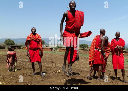 Maasai-Krieger, die im Maasai Mara National Reserve traditionellen Sprungtanz aufführen. Stockfoto