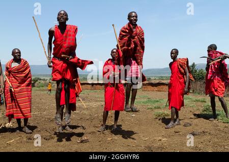 Maasai-Krieger, die im Maasai Mara National Reserve traditionellen Sprungtanz aufführen. Stockfoto