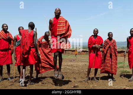 Maasai-Krieger, die im Maasai Mara National Reserve traditionellen Sprungtanz aufführen. Stockfoto