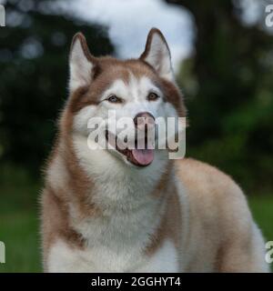 Siberian husky Stockfoto