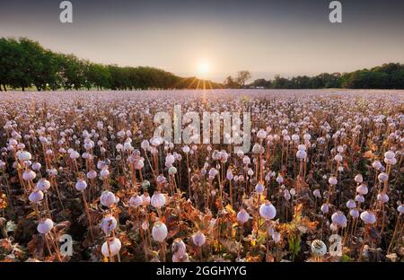 Mohn Feld Köpfe bei Sonnenuntergang, Landwirtschaft - Landwirtschaft Stockfoto