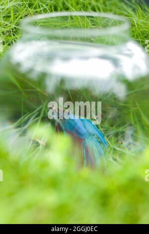 Verschwommenes vergrößertes Foto von schönen siamesischen Kampffischen mit blauen und roten Schuppen und Flossen, die durch die verschwommene transparente Wölbung des Glasbogens gesehen werden Stockfoto