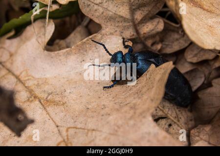 Europäischer Ölkäfer (Meloe proscarabaeus) in üppigem Herbstlaub. Stockfoto