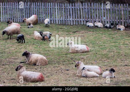 Dutzende von Schafen ruhen auf Wiesen in einem ländlichen Gebiet Rumäniens. Stockfoto