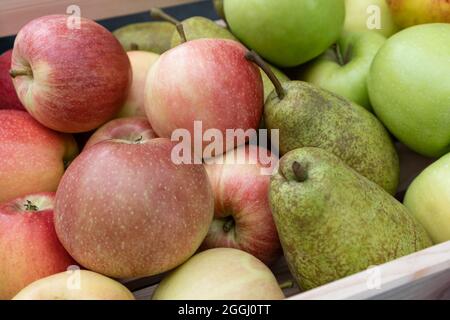 Kiste aus Holz voller reif geernteter Früchte. Bio-Bio-Bauernhof Landwirtschaft Konzept. Korb mit rohen Birnen, grünen und roten Äpfeln. Stockfoto