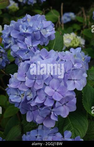 Wunderschöne blaue Hortensien, Azoren Stockfoto