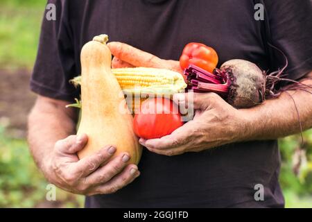 Die Hände eines älteren Mannes halten eine frische Ernte von Gemüse. Ihren eigenen Garten, Ernte, Pflanzen anbauen Stockfoto