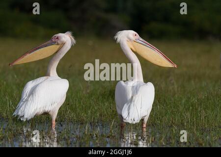 Kenia große weiße Pelikane ( Pelecanus onocrotalus ) im Lake Naivasha National Park. Stockfoto