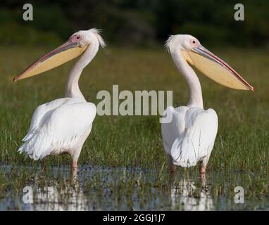 Kenia große weiße Pelikane ( Pelecanus onocrotalus ) im Lake Naivasha National Park. Stockfoto