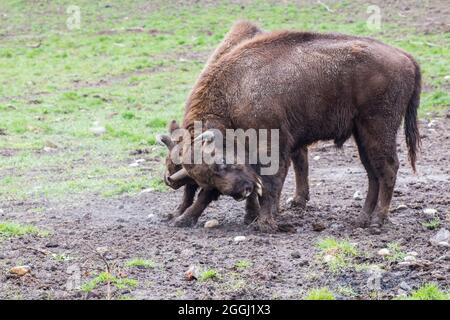 Zwei Erwachsene Weisen fordern sich gegenseitig heraus. Stockfoto