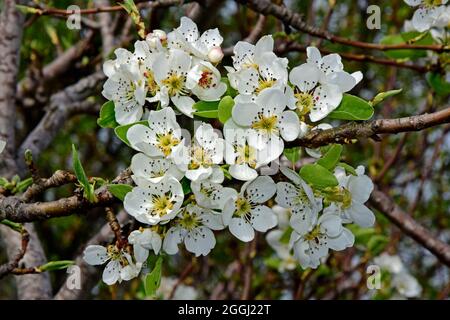 Dichter Haufen weißer Birnenblüten auf einem Zweig in Nahaufnahme, Stockfoto