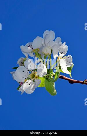 Nahaufnahme auf einem Haufen weißer Bartlett-Birnenblüten an der Spitze des Zweiges, mit klarem blauen Himmel Hintergrund. Stockfoto