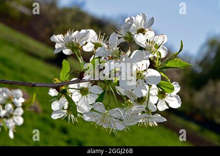 Zweig mit weißen Kirschblüten bedeckt, mit verschwommenem Gartenhintergrund, schräge Nahaufnahme. Stockfoto