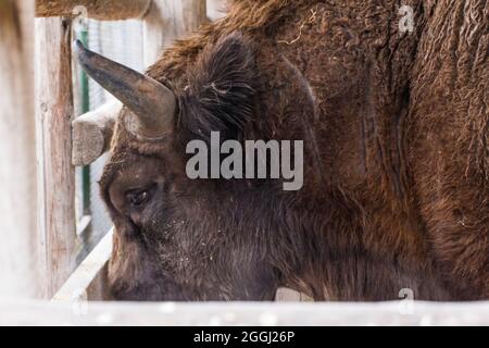 Wisent Individualessen aus dem Futterhäuschen des Naturreservats. Stockfoto